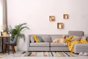 Golden retriever laying on a couch