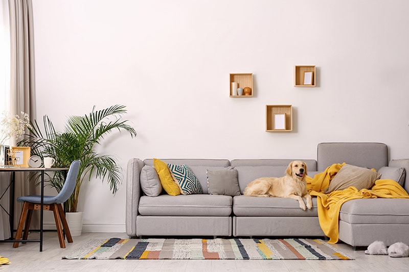 Golden retriever laying on a couch